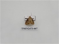 藏品(褐白豔苔蛾)的圖片